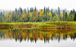 Kolorowy las odbijający się w tafli Jeziorka Bobrowego, Fot. Łukasz Barzowski