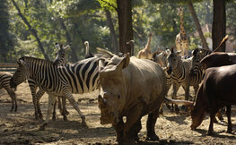 ZOO Sosto Furdo - zebry i nosorożce.