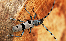 Nadobnica alpejska chrząszcz pod ochroną, Fot. Łukasz Barzowski