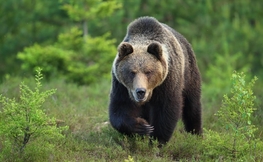 Niedźwiedź brunatny. Źródło: Internet