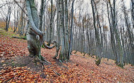 Bieszczadzki las bukowy, Fot. Łukasz Barzowski