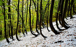 Przyprószony bieszczadzki las, Fot. Łukasz Barzowski