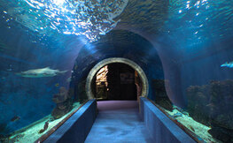 Oceanarium w największym na Węgrzech ZOO w Nyiregyhazie.