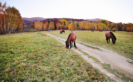 Pasące się konie Huculskie pod Tarnicą, Fot. Łukasz Barzowski