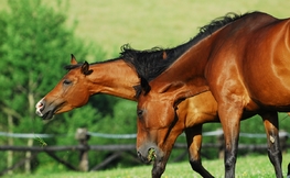 Konie z Bieszczadzkiej stadniny, źródło Internet